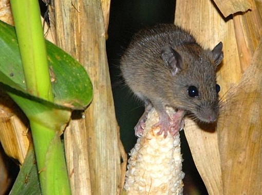 hama-tikus-( Rattus-argentiventer)