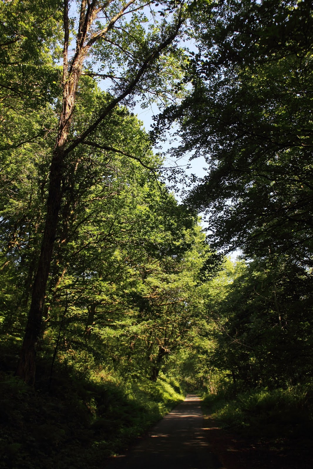 Valley Naturalist Cwmavon Corridor Local Nature Reserve