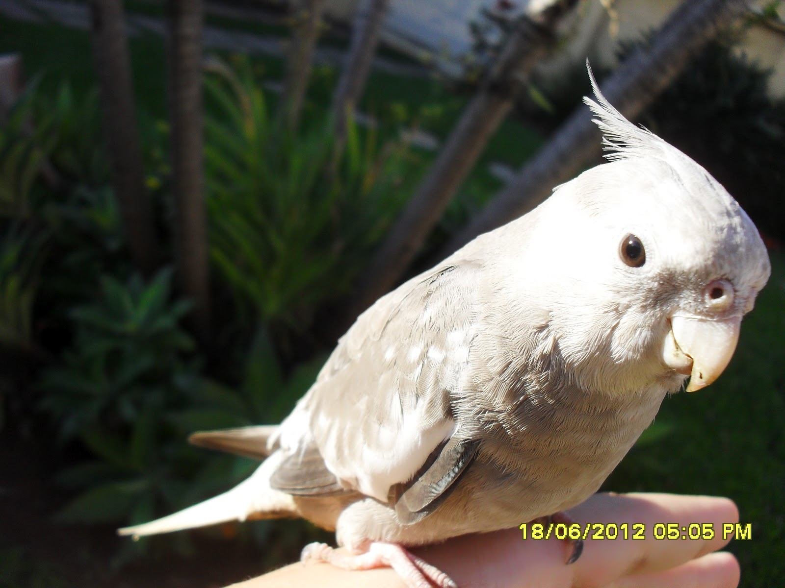 Calopsitas BH - Filhotes mansos em Belo Horizonte: Filhote macho Cinza ...