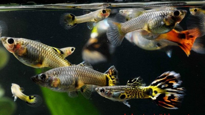Tafsir Mimpi Ikan Hias Tafsir Mimpi Ikan Hias