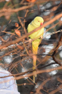 Wild Ringed-Neck Parakeets in a tree in Armstrong Park