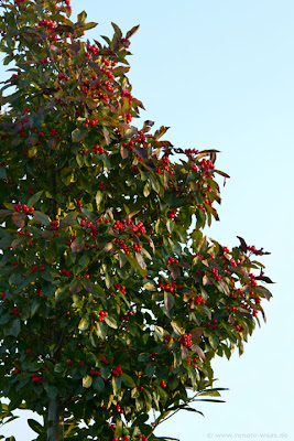 Apfeldorn - ein kugelförmiger Baum für den Garten