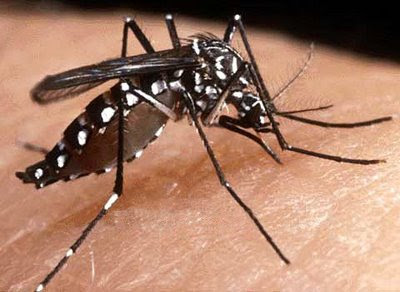 https://1.bp.blogspot.com/-OAMu7n9KzC4/TkAmBwU8ivI/AAAAAAAAAHo/Y9lFDWbDAUE/s400/mosquito+da+dengue.jpg