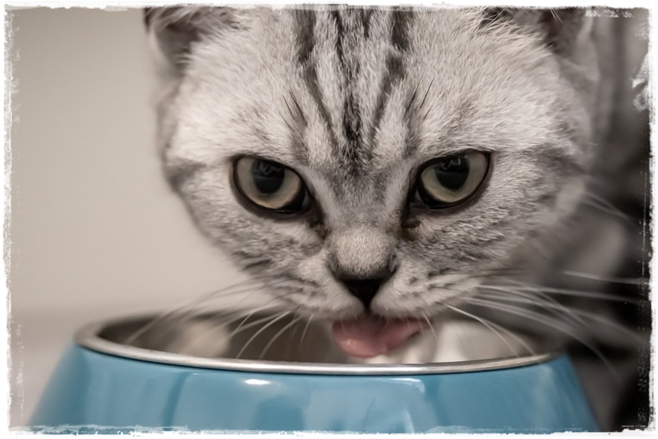 Cara Membuat Oralit Untuk Kucing