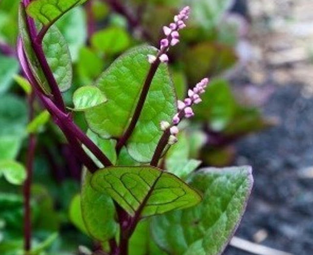 10 Benefits of binahong leaves to treat a variety of chronic diseases that you need to know ! 10 Benefits of binahong leaves to treat a variety of chronic diseases that you need to know !