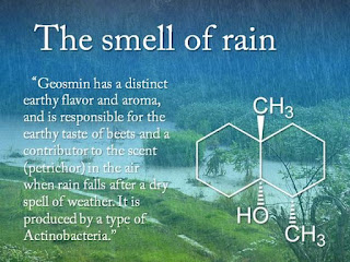  Smell of Rain