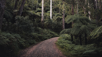 Screen background for Forest, Trees, Road, Nature