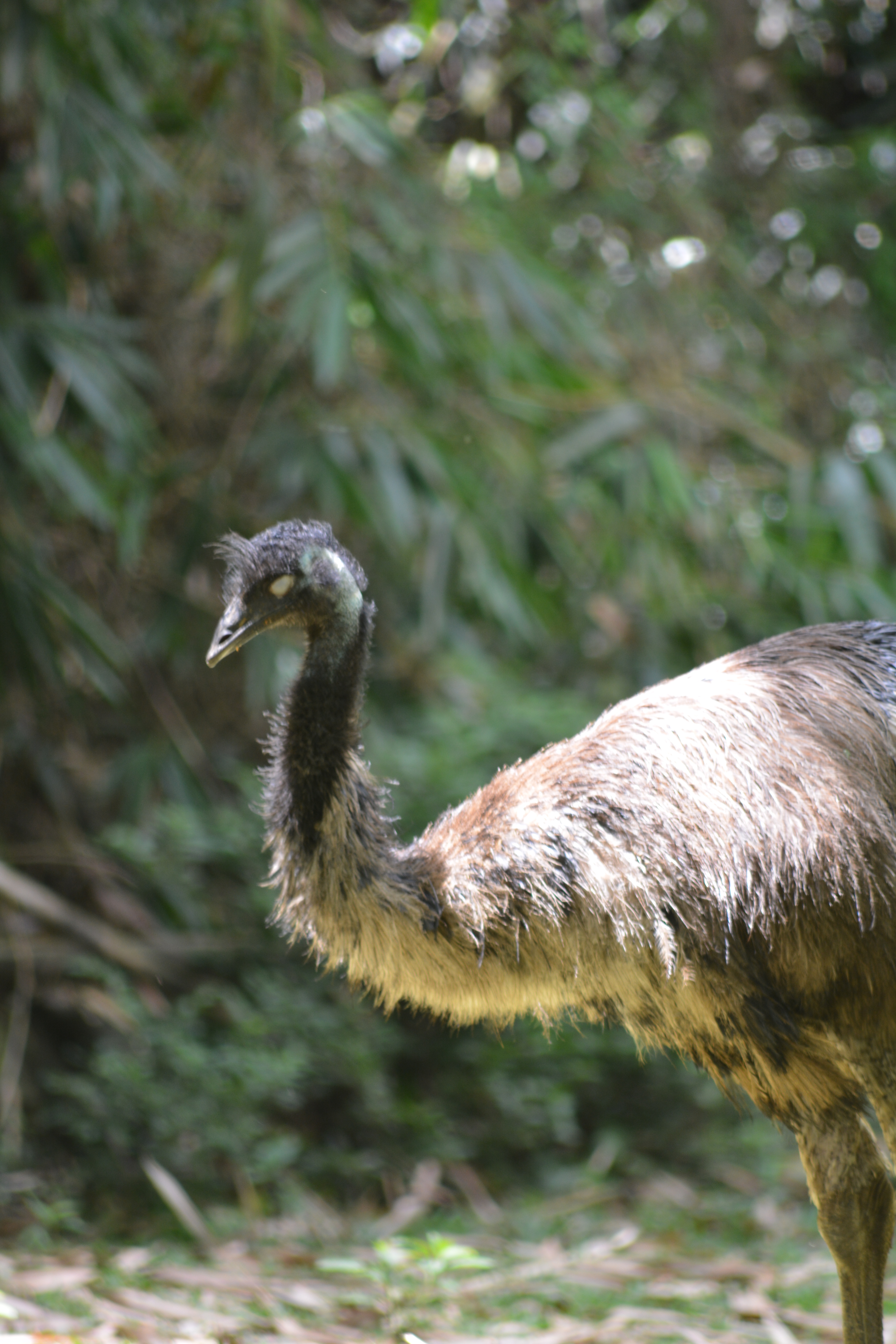 Emu Dromaius Novaehollandiae Burung Besar Mirip Kerabatnya Burung Unta Planter And Forester