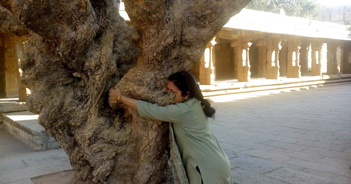 Have You Ever Hugged A Tree?