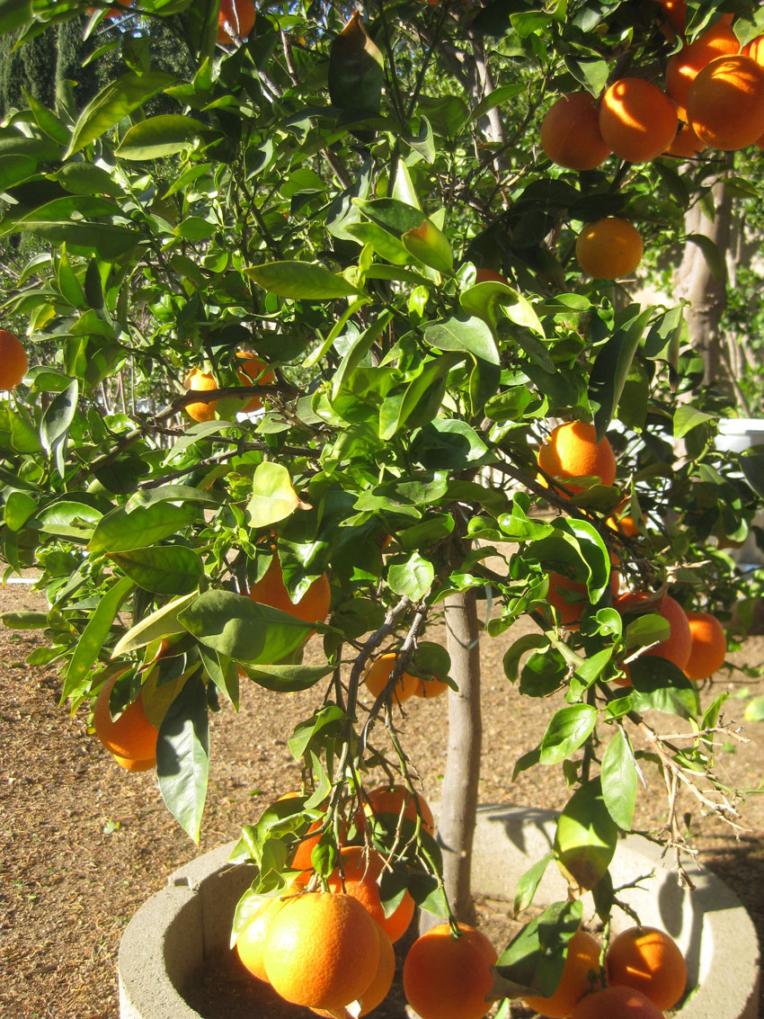 My Country Apron Apple And Blood Orange Trees