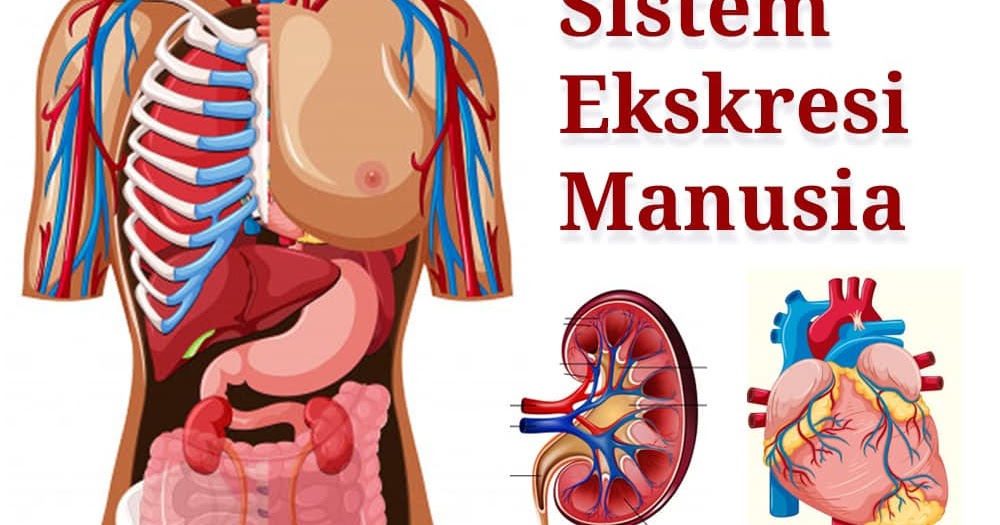 Nefritis adalah gangguan pada sistem ekskresi yang disebabkan oleh