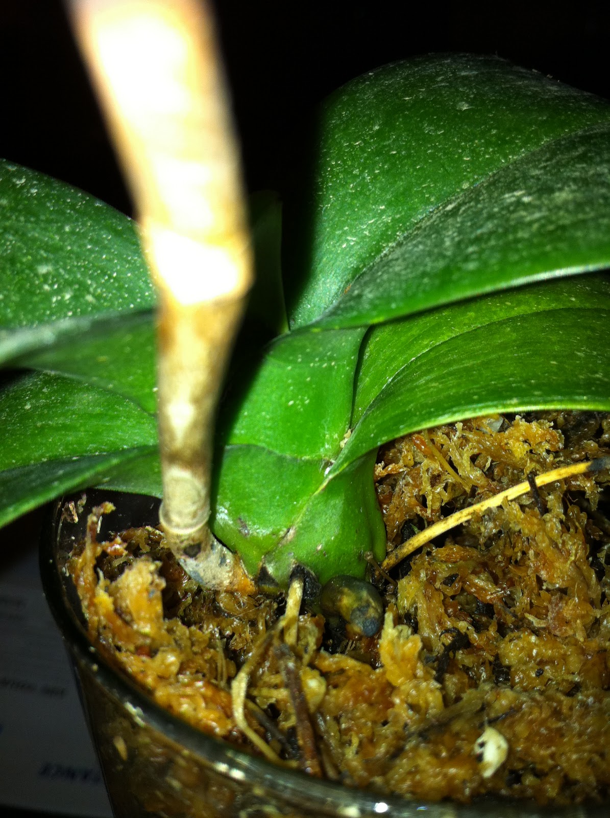 Mad about...... Dying Phalaenopsis Orchid Lives Again???