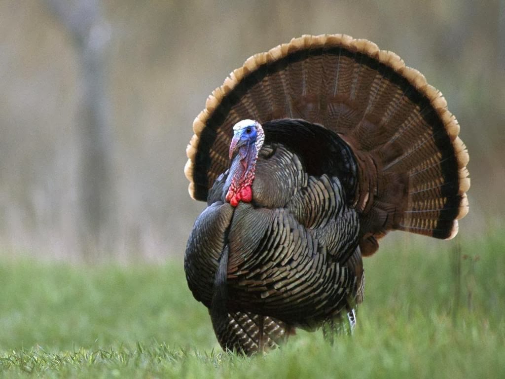 World Beautiful Birds Wild Turkeys Birds Interesting Facts & Latest