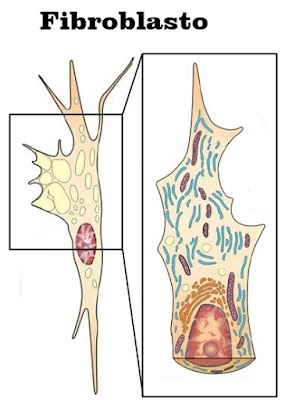 Fibroblasto Tecido conjuntivo