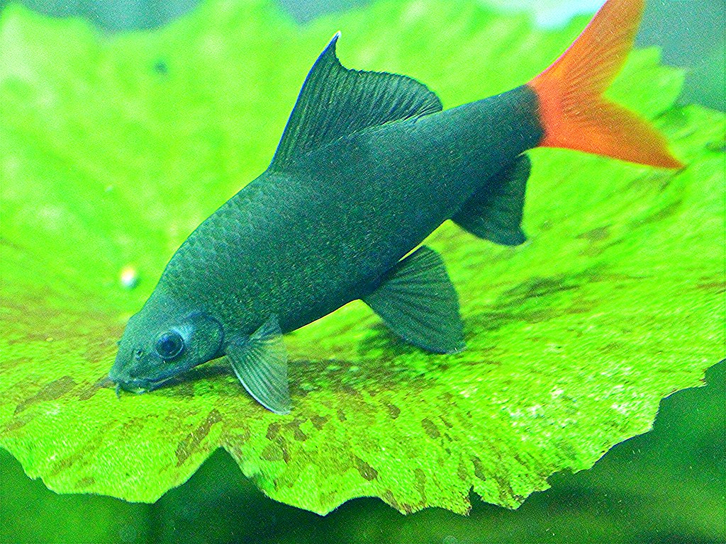 Top 10 Fish For Beginner│ Without Oxygen Filter