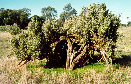 old-man-saltbush.jpg