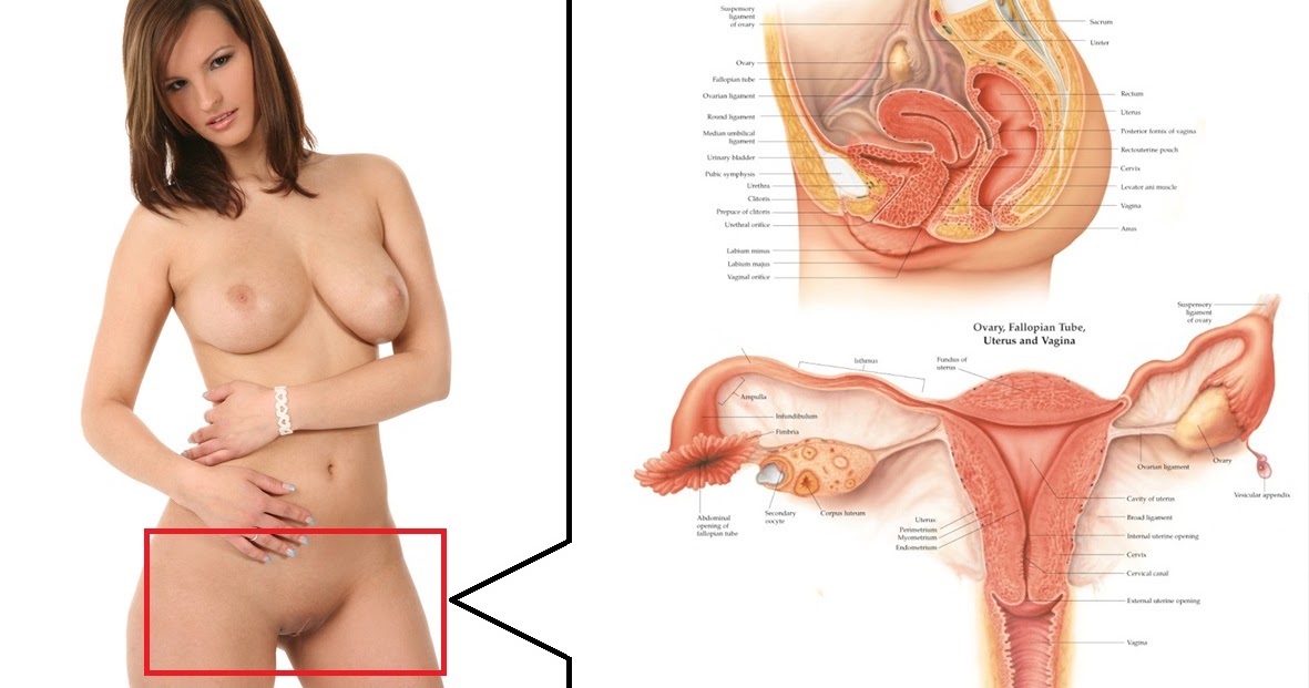Healty Human Sex Female Reproductive System