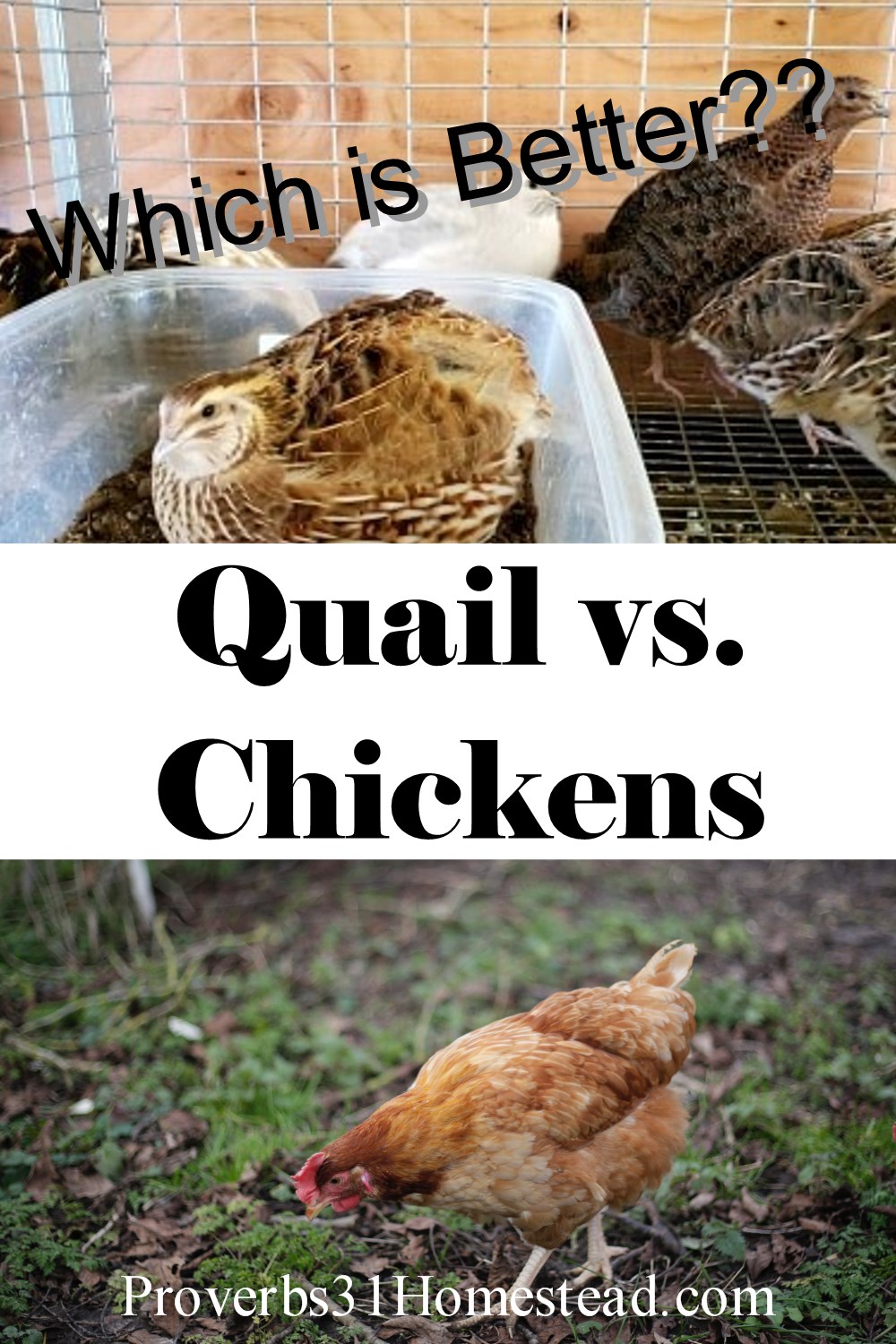 Quail vs. Chickens Which is Better? (with Video) Proverbs 31 Homestead