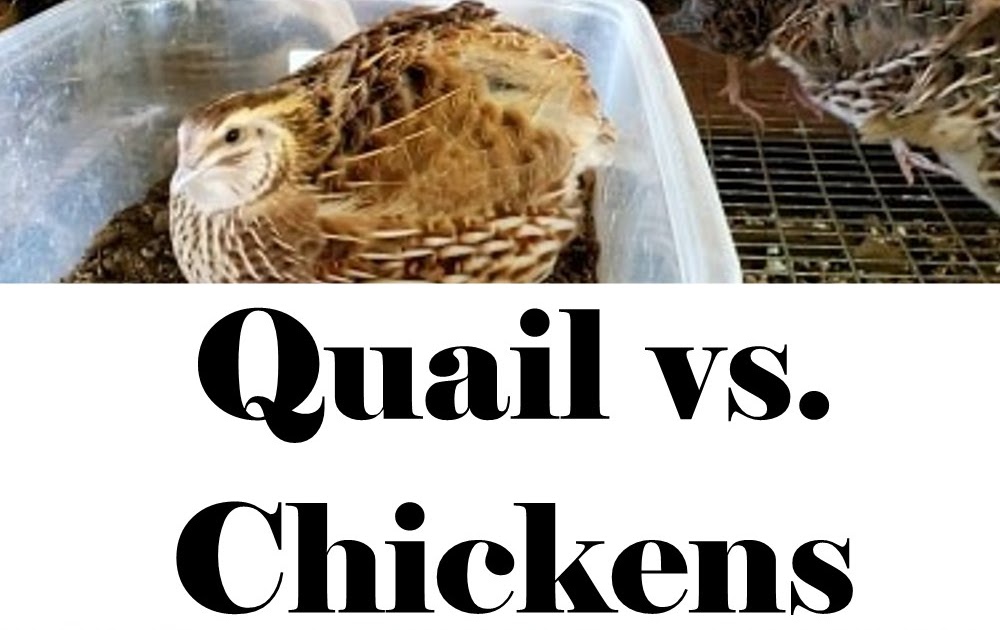 Quail vs. Chickens Which is Better? (with Video) Proverbs 31 Homestead