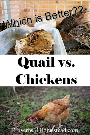 Quail vs. Chickens: Which is better?