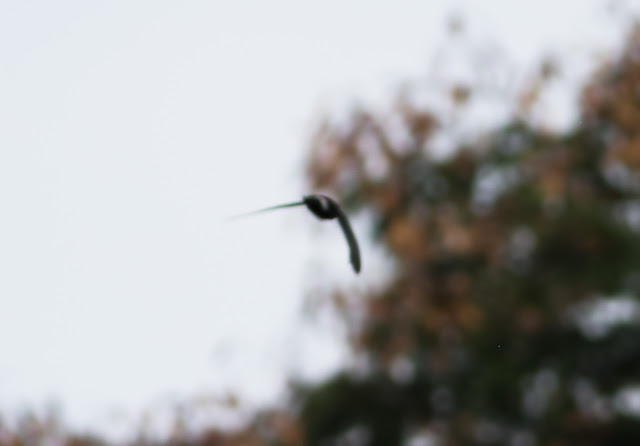 House Swift - Singapore Botanic Gardens