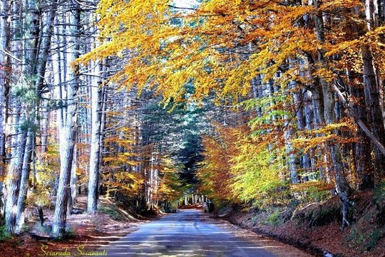 Viale nel bosco con i colori dell'autunno