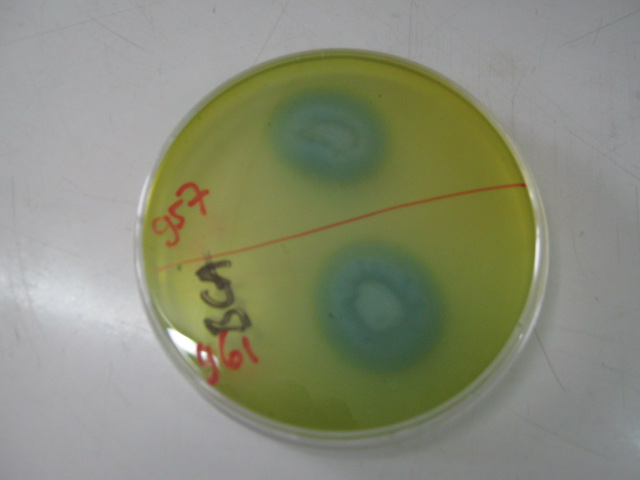 MEDIA Bag 3 Bakteriologi Analis Kesehatan Indonesia