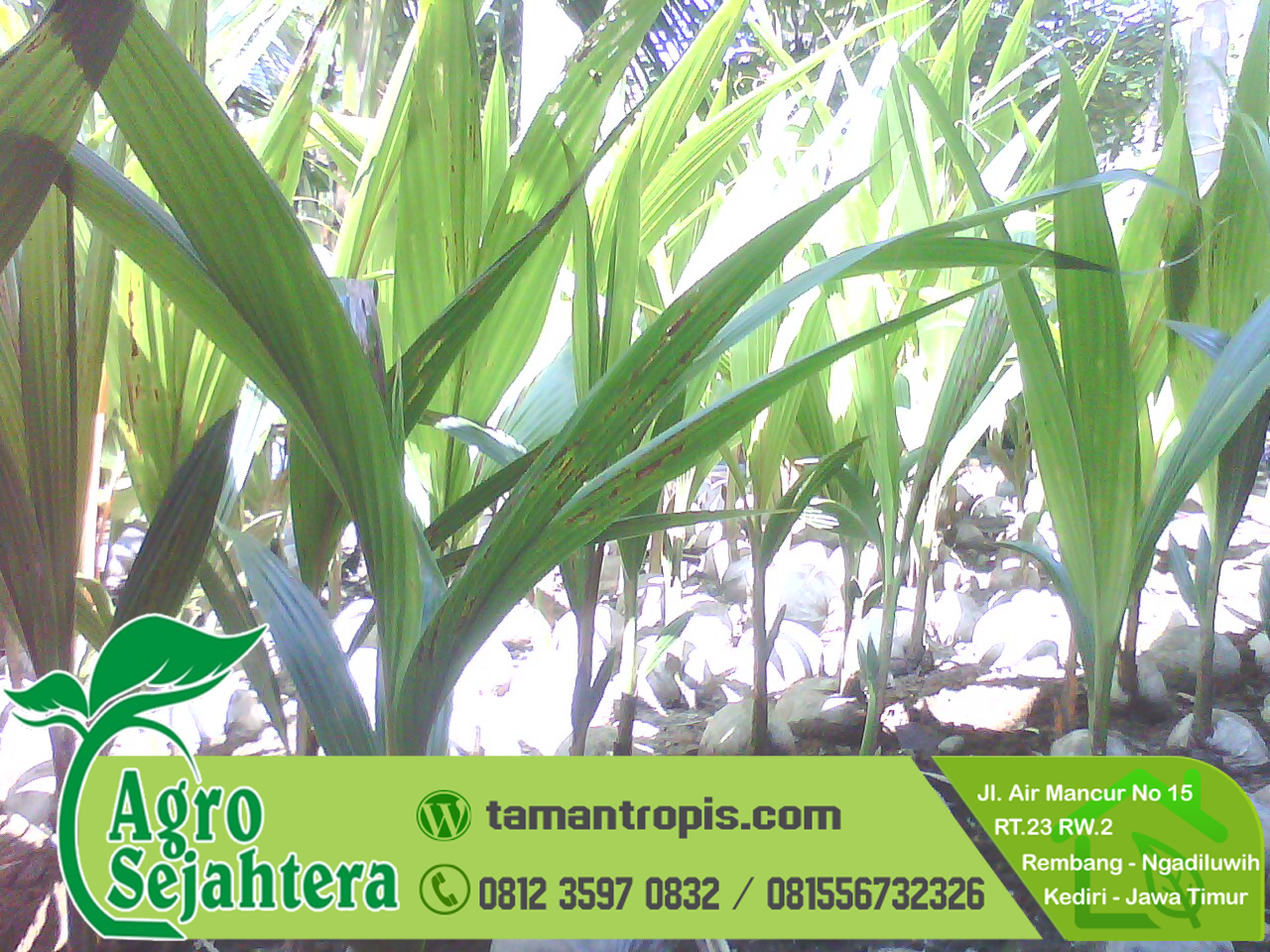 Benih Kelapa Matag Mardi