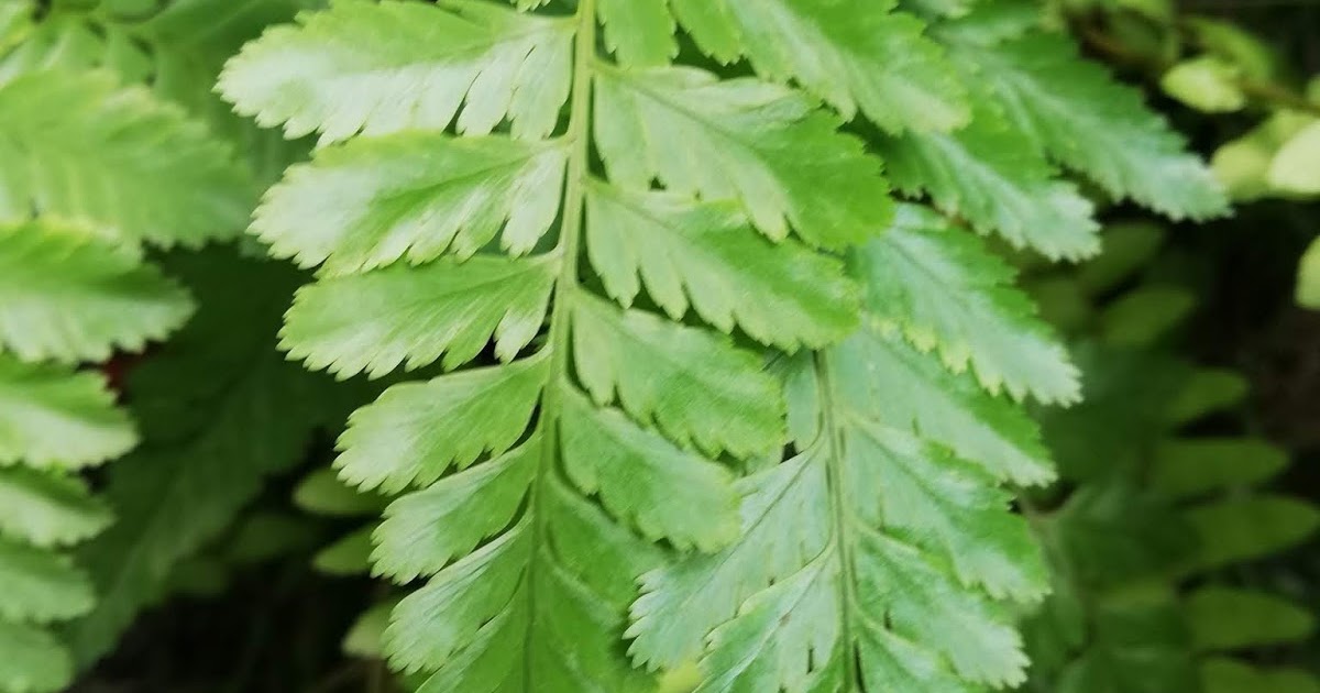 Garden Chronicles of James David How to Care & Cultivate Squirrel Foot