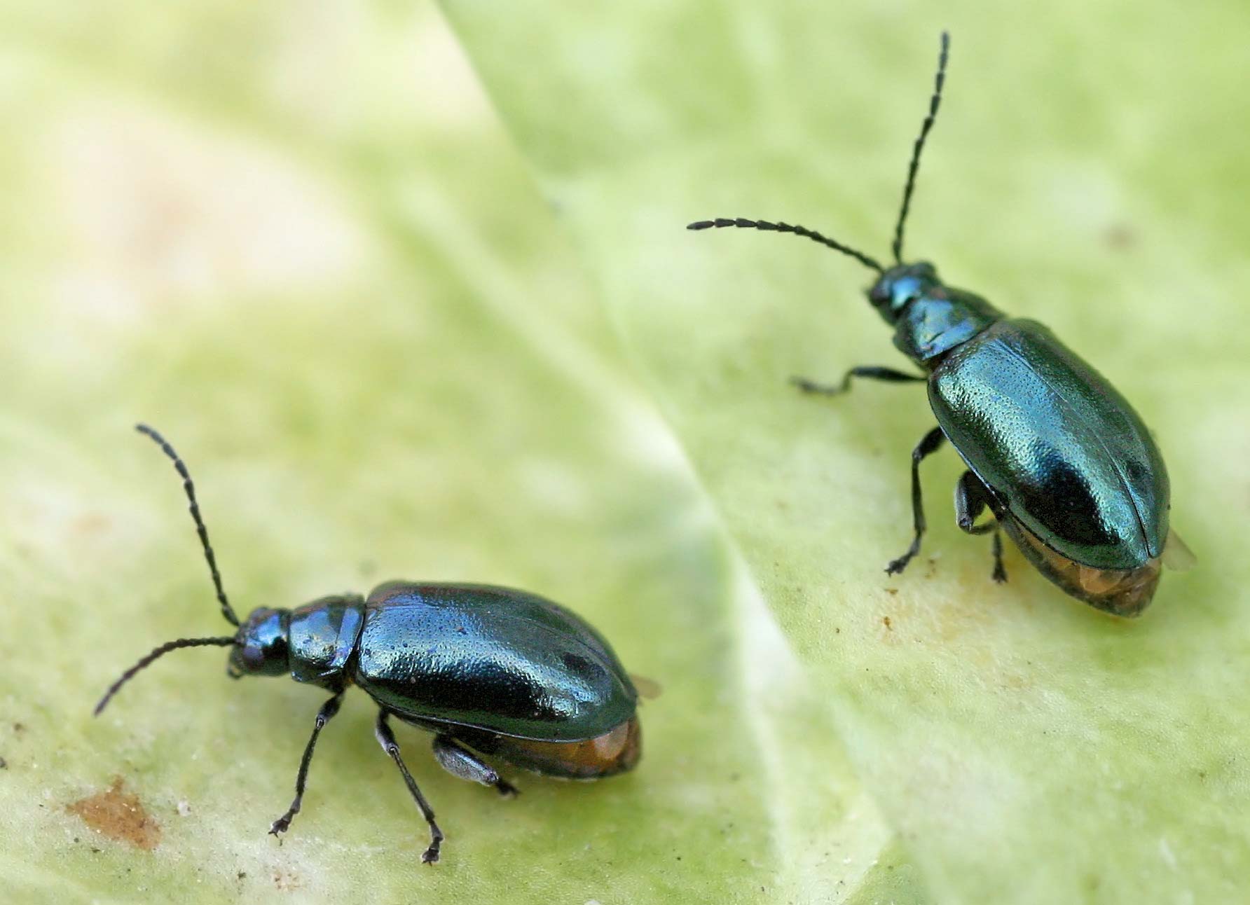 Altica Variety of Life