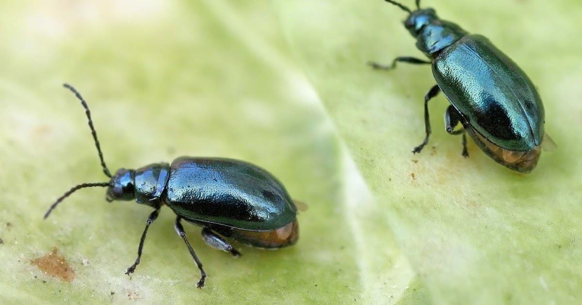 Variety of Life Altica