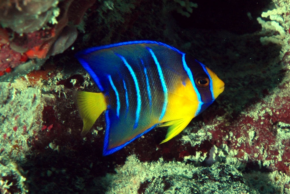 Angelfish Aquatic Animals angelfish-aquatic-animals