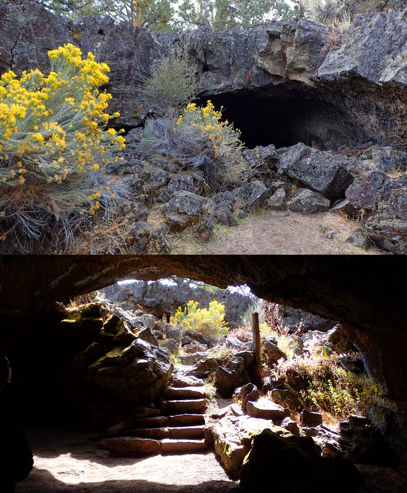 PAMPERED PENGUIN October 3, 2019 Lava Beds National Monument, California