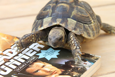 Eine Schildkröte und "Blade Runner"