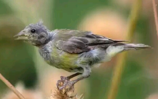 √ 17 Cara Mengatasi Burung Mabung Agar Cepat Rontok Dan