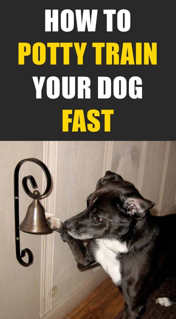 Lovely Dog How to Train a Dog to Ring a Bell to Go Potty Outside