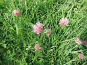 Red Clover (Trifolium pratense)