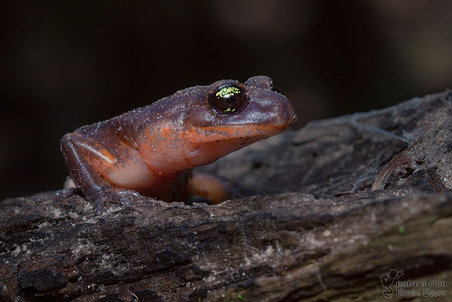 Ensatina eschscholtzii xanthoptica - Yellow-eyed Ensatina