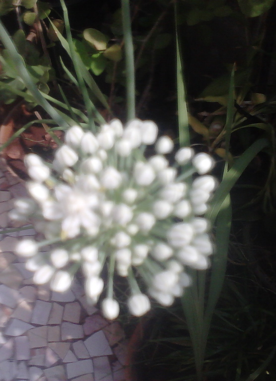 Garden Care Simplified Ornamental Onion Exotic Blooms Onion Plant