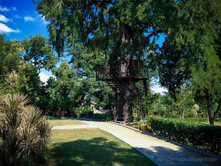 Beautiful And Natural Scenery Of Tropical Garden With Big And Old Trees At Tangguwisia Village North Bali Indonesia