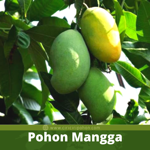 Pohon Mangga