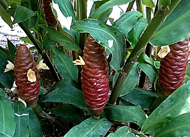 Koleksi Bunga Unik