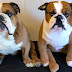 24 Reasons Why Your English Bulldog Stares at You