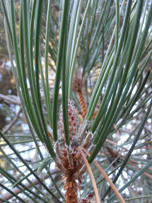 Entre plantas y bichos: Pinus pinaster (Pino resinero, pino ródeno)