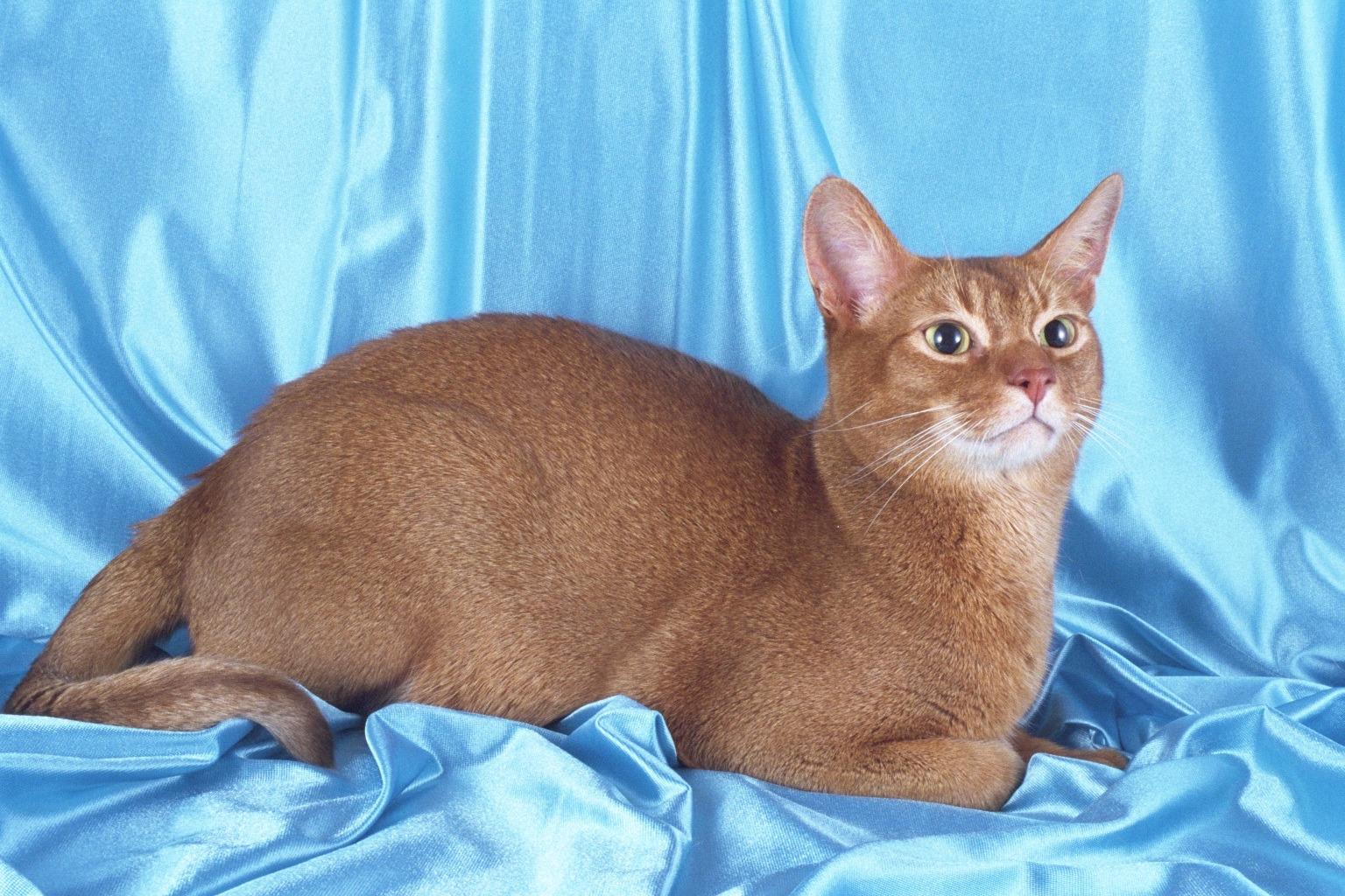 Фотографии абиссинскую породу. Абиссинская кошка. Порода кошек абиссинец. Абиссинская кошка голубая. Абиссинский сфинкс.