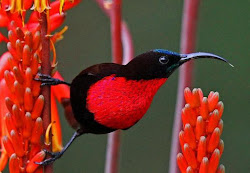 audubon bird awards tortoise flying posted am