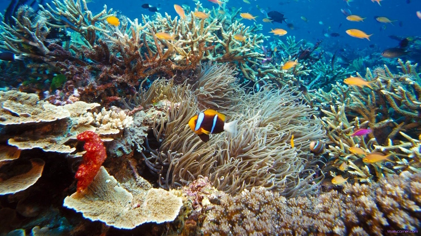 fish hd fish hd