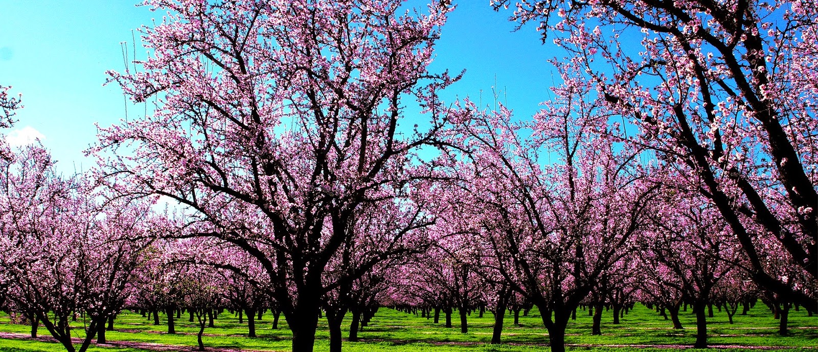 Primavera Viajar a Barcelona: ¡¡Ya llegó la primavera!!