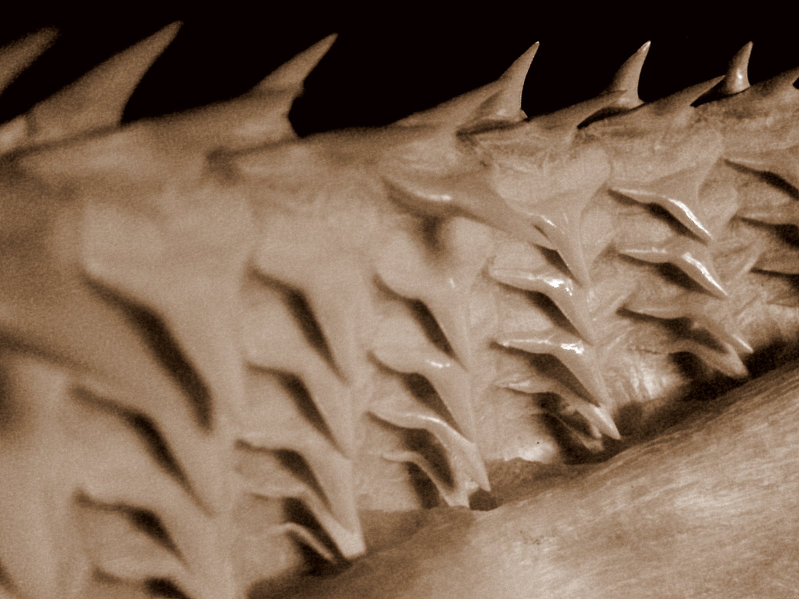 Pictures Of Sharks Teeth 86