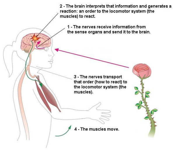 This is our Blog!: Interaction: the Nervous System